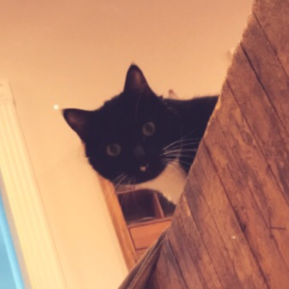 Meet your Posher, Nola